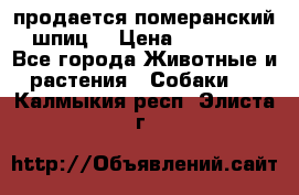 продается померанский шпиц  › Цена ­ 35 000 - Все города Животные и растения » Собаки   . Калмыкия респ.,Элиста г.